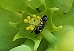 Monomorium carbonarium