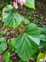 Begonia grandis