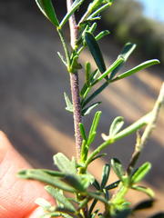 Melolobium lampolobum