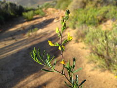 Melolobium lampolobum