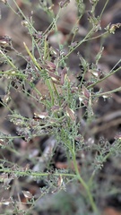 Cordylanthus nevinii