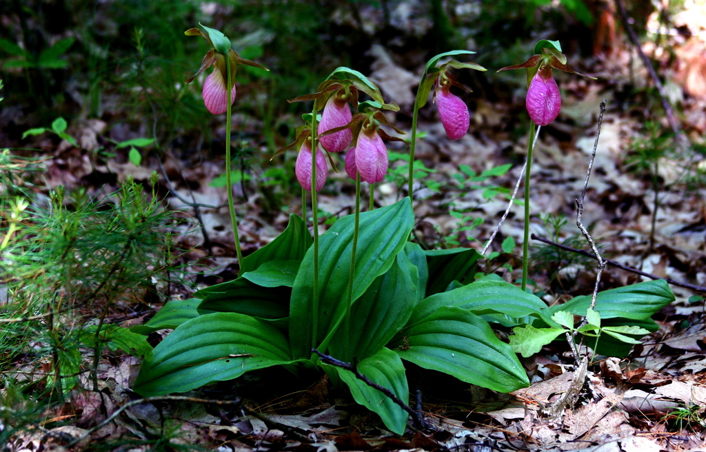 Pink Lady Slipper Phenophase Definitions - Signs of the Seasons: A New  England Phenology Program - University of Maine Cooperative Extension