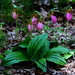Pink Lady's Slipper - Photo (c) liz west, some rights reserved (CC BY-NC)