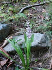 Liriope graminifolia