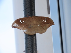 Copaxa multifenestrata