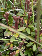 Rhododendron myrtifolium