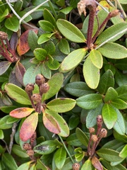 Rhododendron myrtifolium