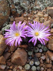 Cerochlamys pachyphylla