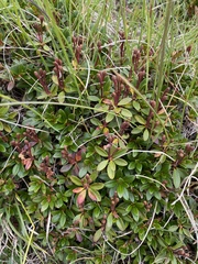 Rhododendron myrtifolium