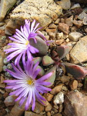 Cerochlamys pachyphylla