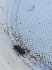 Harpalus griseus