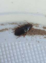 Harpalus smaragdinus