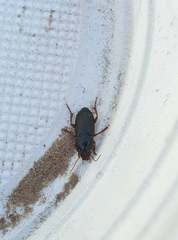 Harpalus smaragdinus