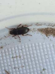 Harpalus smaragdinus
