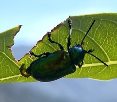 Chrysochus auratus
