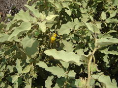 Solanum tomentosum tomentosum