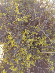 Eriogonum leptocladon
