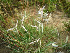Cymbopogon marginatus