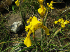Moraea huttonii