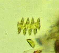 Tetradesmus