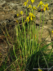 Moraea huttonii