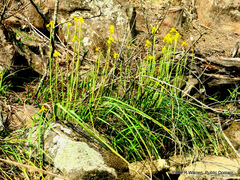 Moraea huttonii
