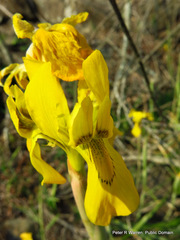 Moraea huttonii
