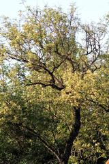 Albizia harveyi