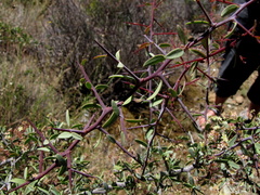 Gloveria integrifolia