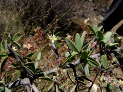Gloveria integrifolia