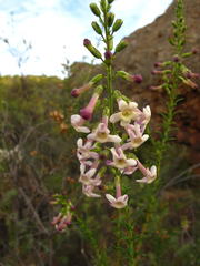 Freylinia densiflora