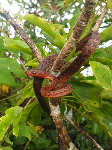 Boa de La Española (Subespecies Chilabothrus striatus striatus ...