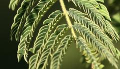 Albizia harveyi