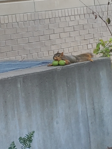 Eastern Fox Squirrel photographed in Nebraska