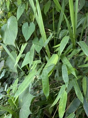 Olyra latifolia