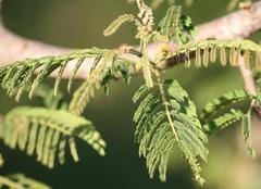 Albizia harveyi
