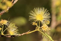 Albizia harveyi