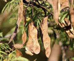 Albizia harveyi