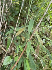 Olyra latifolia
