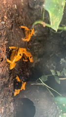 Phyllobates terribilis