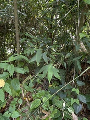 Olyra latifolia
