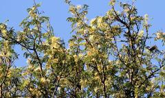 Albizia harveyi