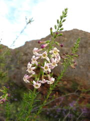 Freylinia densiflora