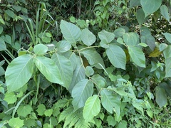 Cordia sulcata
