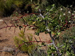 Gloveria integrifolia