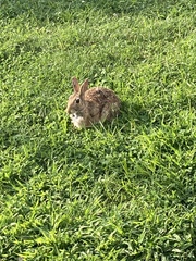 Sylvilagus floridanus