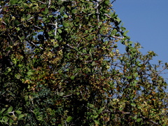 Gloveria integrifolia