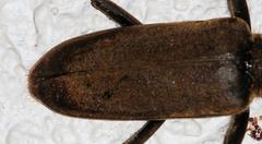 Prosphilus serraticornis