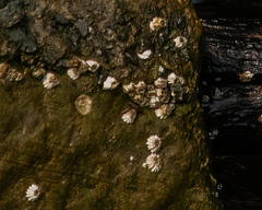 Semibalanus cariosus