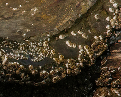 Semibalanus cariosus